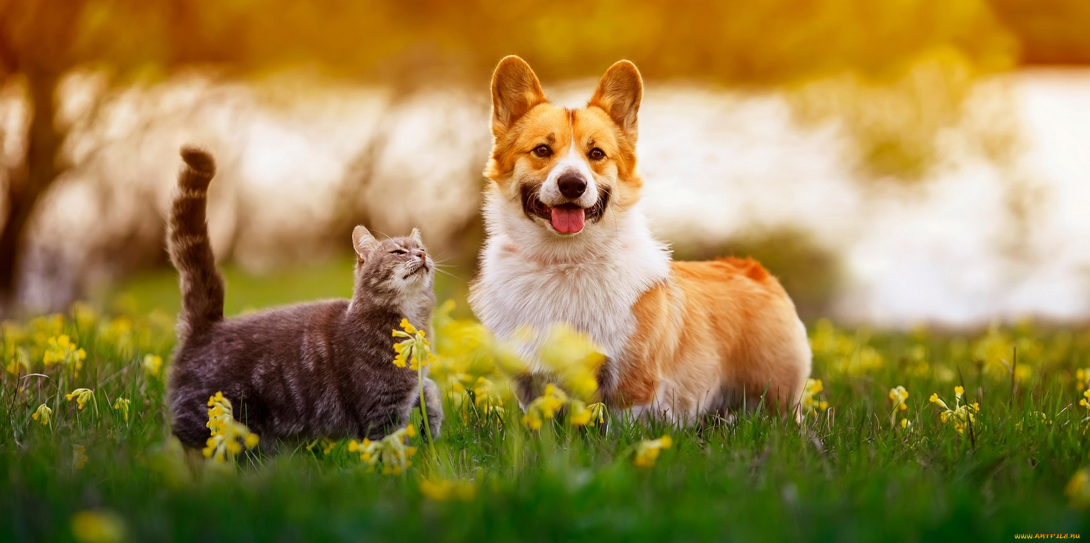 3 ,  , animals, , , , 
